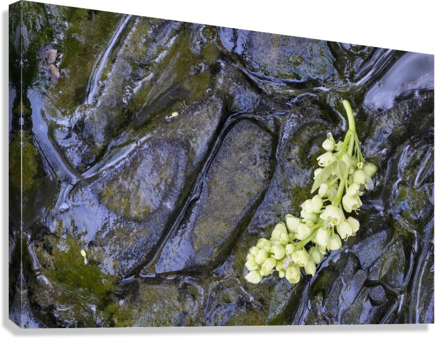 Big Leaf Maple Flower Cowichan Valley Vancouver Island British Columbia Canada Canvas Print