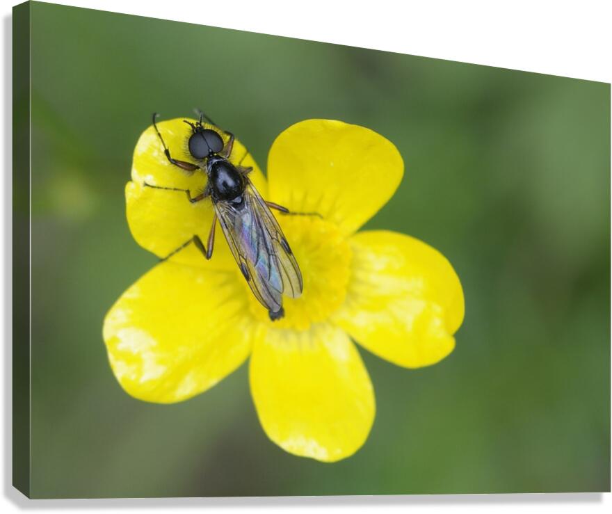 Buttercup Ranunculus Cowichan Valley Vancouver Island British Columbia Canada Canvas Print