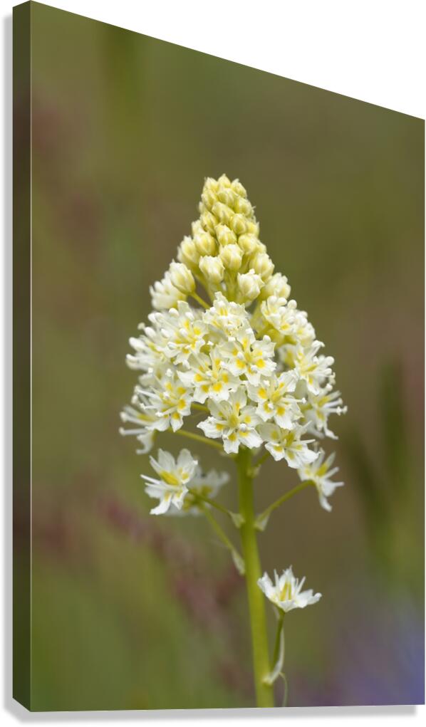 Death Camas or Meadow Death camas Zigadenus venenosus Cowichan Valley Vancouver Island British Columbia Canada Canvas Print