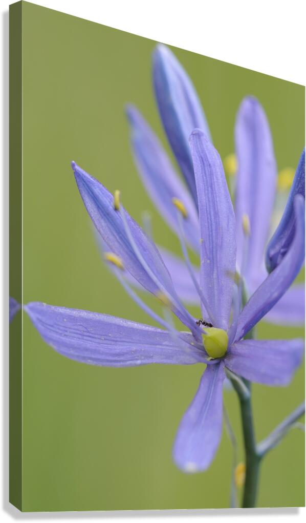 Common Camas Camassia quamash Cowichan Garry Oak Preserve Cowichan Valley Vancouver Island British Columbia. Canvas Print