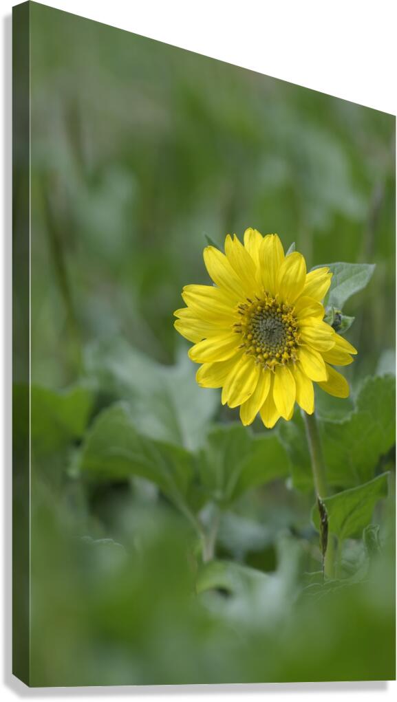 Deltoid Balsamroot Balsamorhiza deltoidea Cowichan Valley Vancouver Island British Columbia Canada Canvas Print