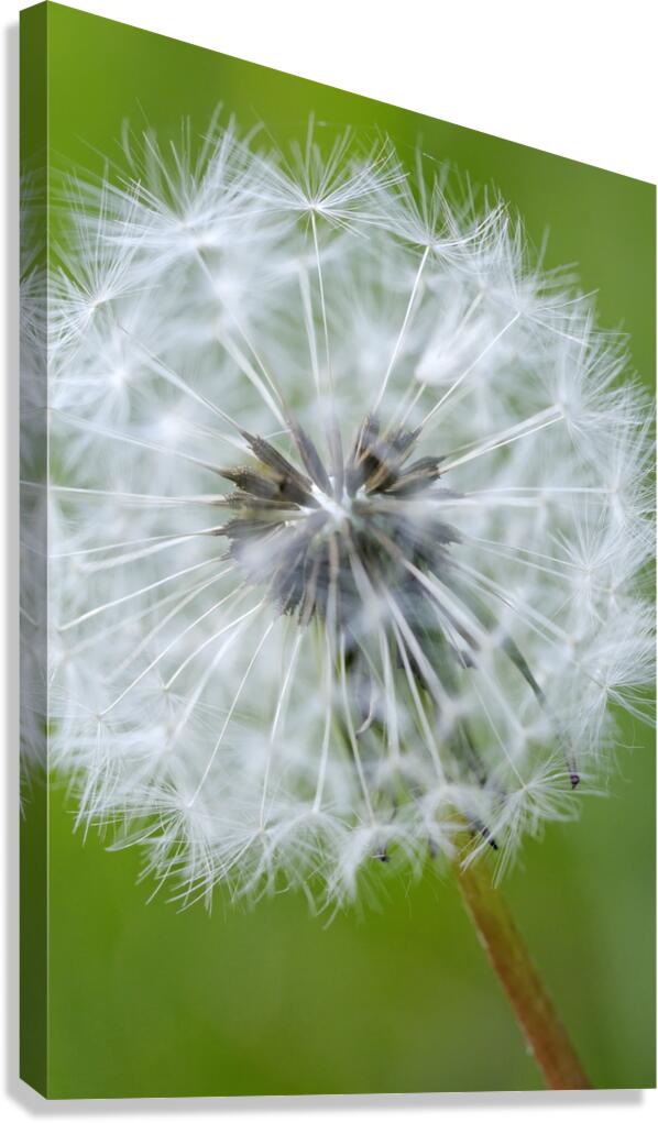 Dandelion Cowichan Valley Vancouver Island British Columbia Canada Canvas Print
