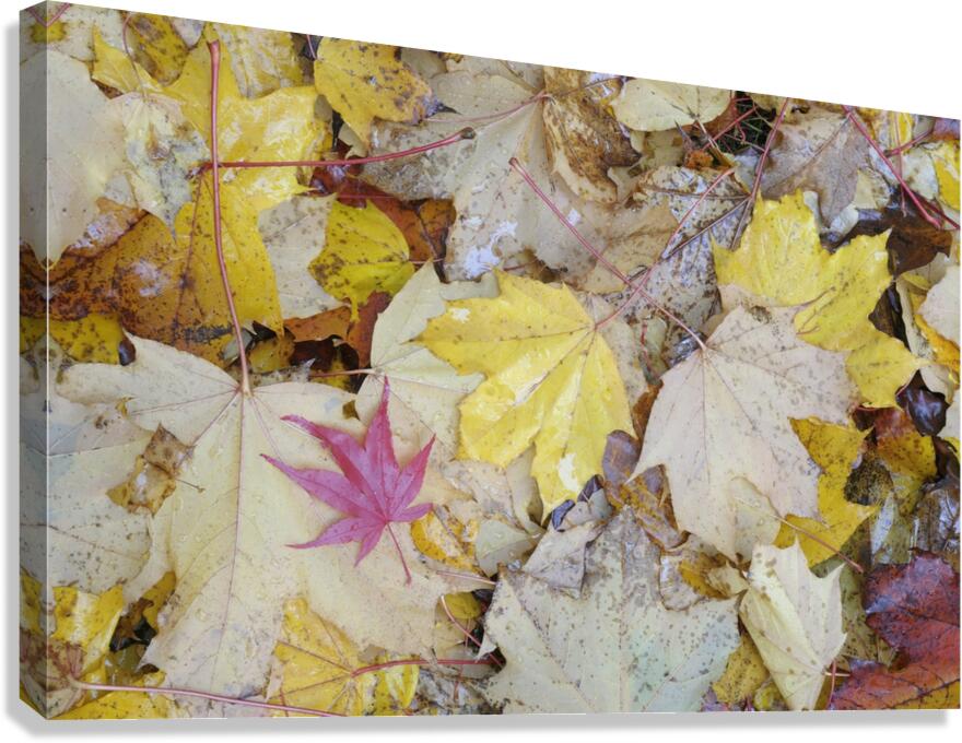 KO A04679 1 Canvas Print