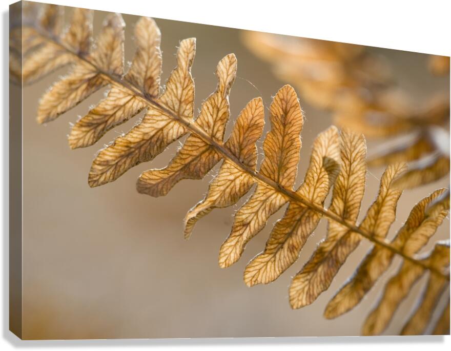 KO 50457 1 Canvas Print