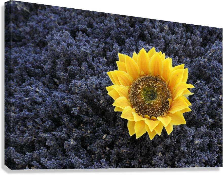 Dried sunflower in a bed of lavender flowers at Lourmarins street market Canvas Print