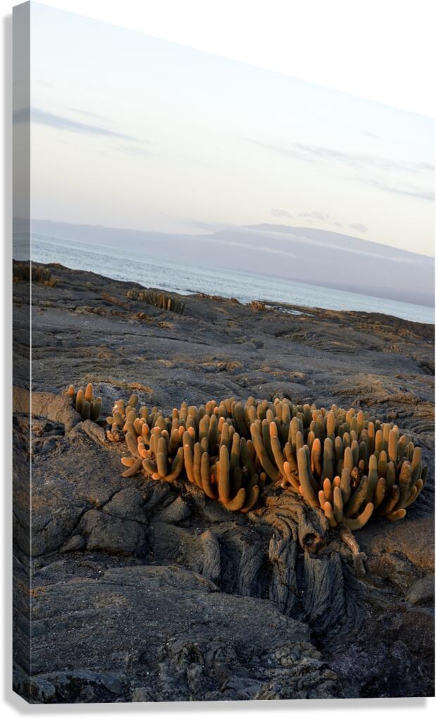 Lava Cactus Brachycereus nesioticus Punta Espinosa Fernandina Island Galapagos Islands Ecuador Canvas Print