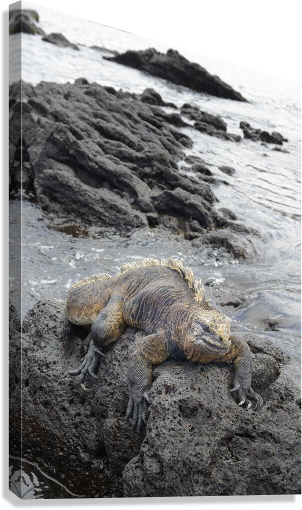 Marine Iguana Amblyrhynchus cristatus Urbina Bay Isabela Island Galapagos Islands Ecuador Canvas Print