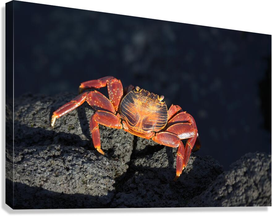 Sally Lightfoot crab Grapsus grapsus on black lava Punta Espinosa Fernandina Island Galapagos  Islands Ecuador Canvas Print