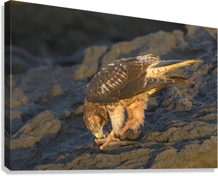 Galapagos Hawk Buteo galapagoensis eating a marine iguana Punta Espinosa Fernandina Island Galapagos Islands Ecuador
 Canvas Print
