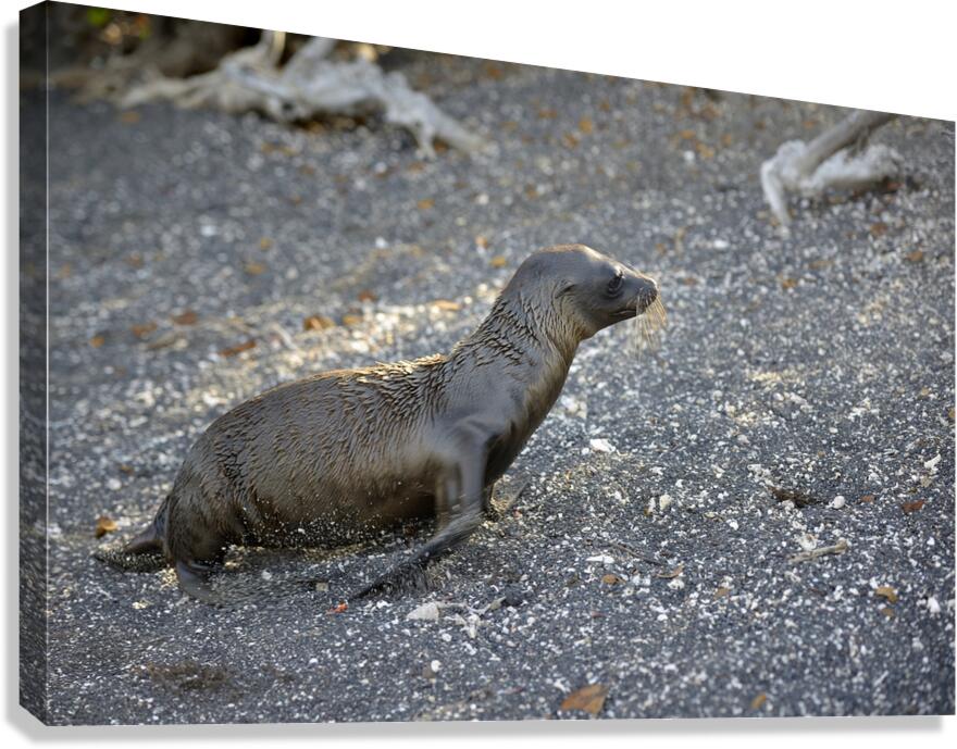 Galapagos sea lion Zalophus californianus wollebaeki juvenile Punta Espinosa Fernandina Island Galapagos Islands Ecuador
 Canvas Print