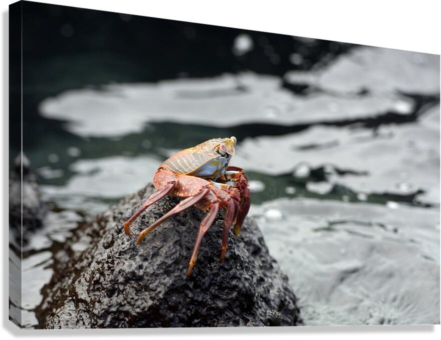 Sally Lightfoot crab Grapsus grapsus Urbina Bay Isabela Island Galapagos Islands Ecuador Canvas Print