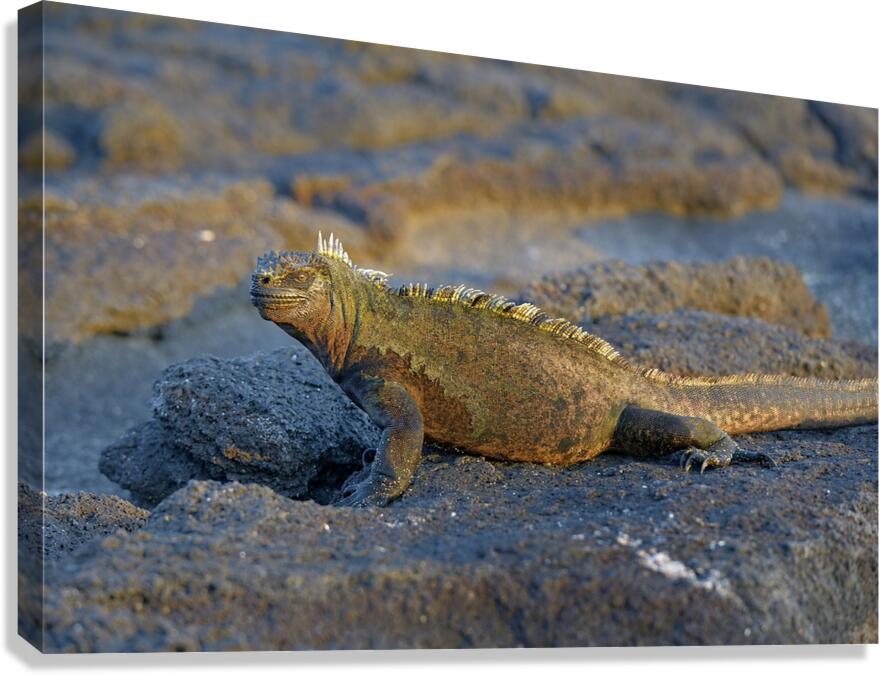 Marine Iguana Amblyrhynchus cristatus at sunset with beautiful coloring Punta Espinosa Fernandina Island Galapagos Islands Ecuador Canvas Print