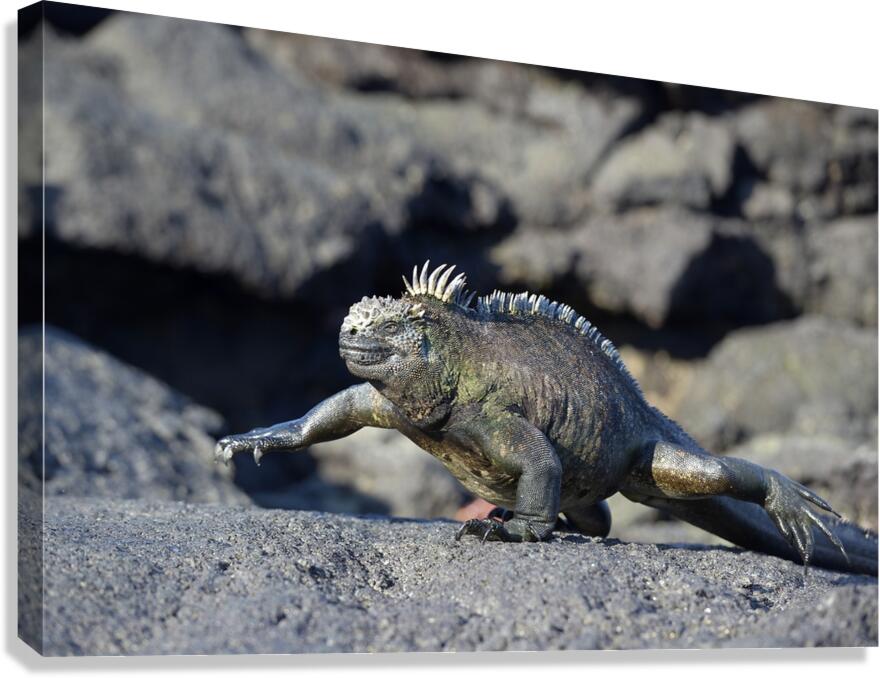 Marine Iguana Amblyrhynchus cristatus walking Punta Espinosa Fernandina Island Galapagos Islands Ecuador Canvas Print