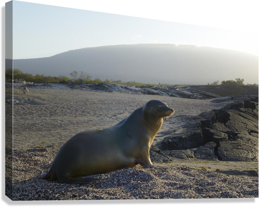 Galapagos sea lion Zalophus wollebaeki backlit Punta Espinosa Fernandina Island Galapagos Islands Ecuador Canvas Print