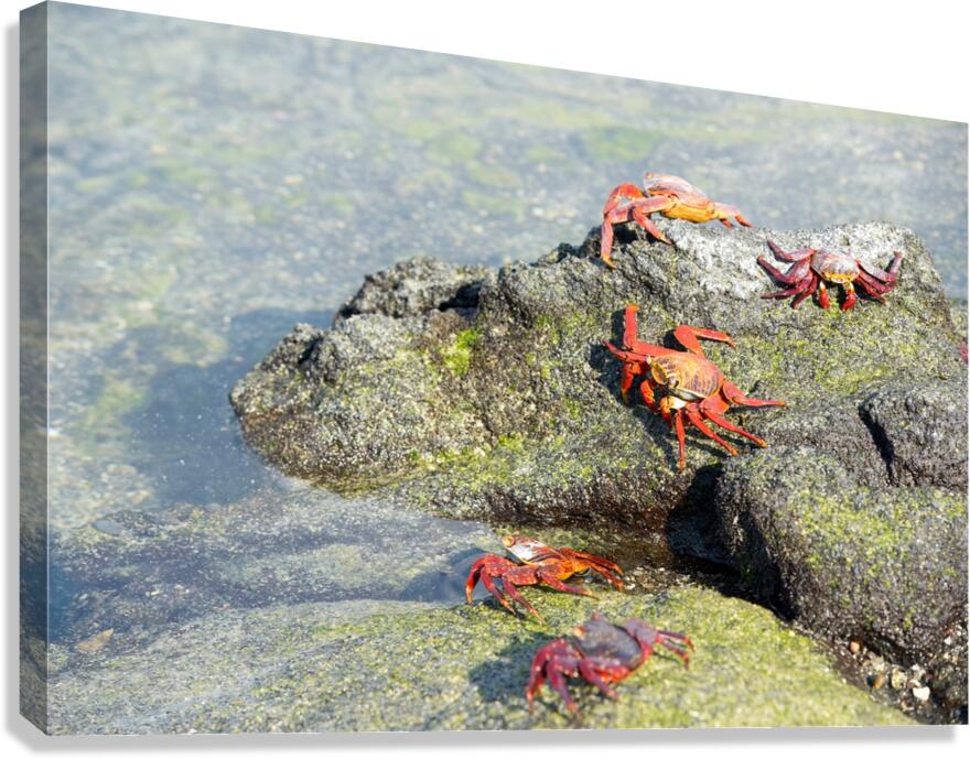 Sally Lightfoot crab - Punta Espinosa Fernandina Island - Galapagos Islands Canvas Print