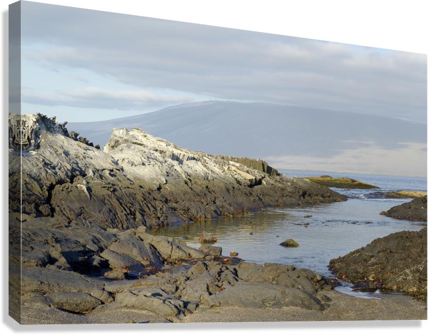 Sally lightfoot crabs on a rocky beach at Punta Espinosa Fernandina Island Galapagos Islands Ecuador
 Canvas Print