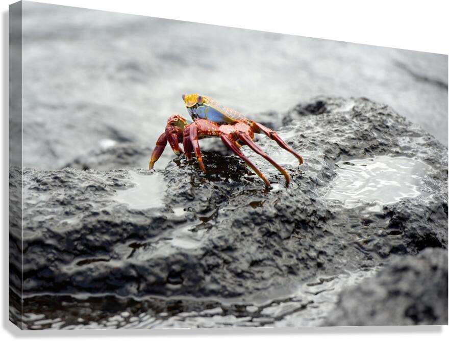 Sally Lightfoot crab Grapsus grapsus Urbina Bay Isabela Island Galapagos Islands Ecuador Canvas Print