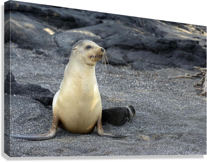 Galapagos sea lion female with pup Punta Espinosa Fernandina Island Galapagos Islands Ecuador Canvas Print