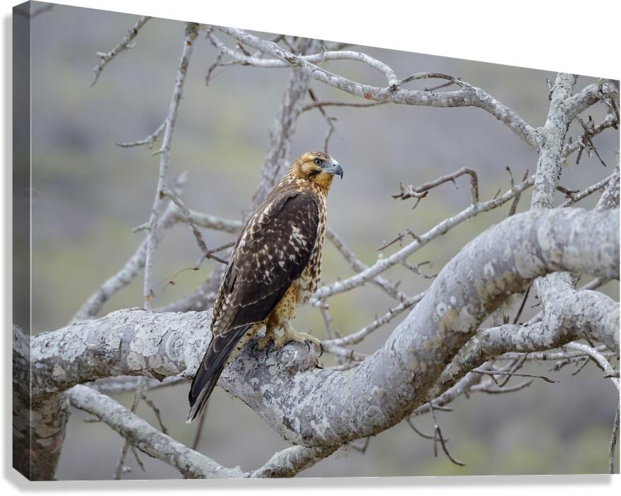 Galapagos Hawk Buteo galapagoensis Santiago Island Galapagos Islands Ecuador
 Canvas Print