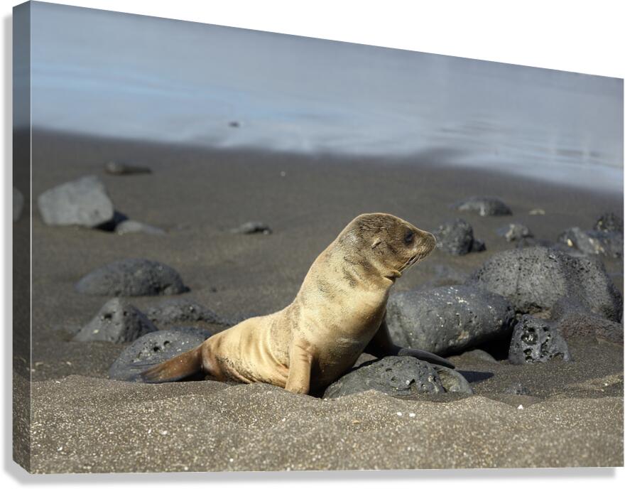Gal?pagos sea lion Zalophus wollebaeki pup Puerto Egas Santiago Island Galapagos Islands Ecuador Canvas Print