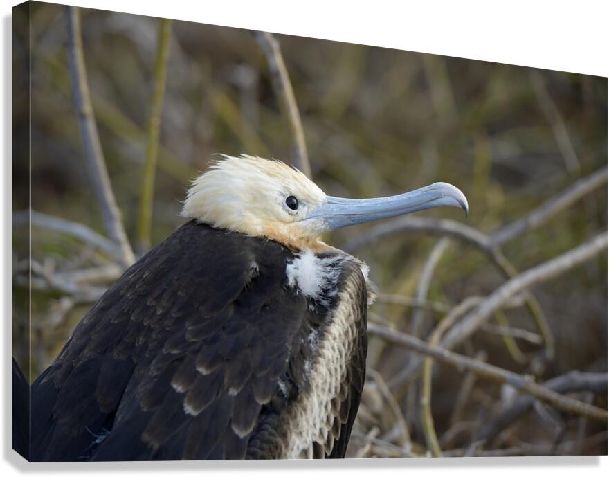 Magnificent Frigatebird Fregata magnificens immature with white head and blue beak North Seymour Island Galapagos Islands Ecuador
 Canvas Print