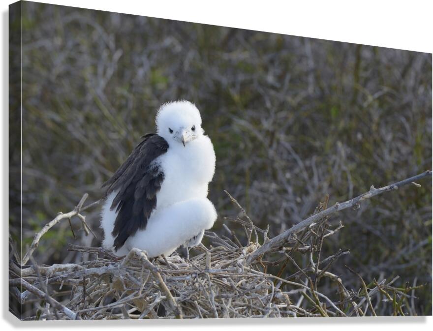 Magnificent Frigatebird Fregata magnificens chick sitting on nest North Seymour Island Galapagos Islands Ecuador
 Canvas Print