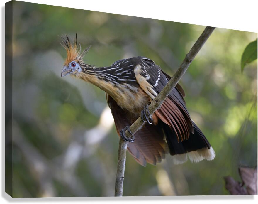 Hoatzin Opisthocomus hoazin on a branch La Selva Jungle Eco Lodge Amazon Basin Ecuador
 Canvas Print