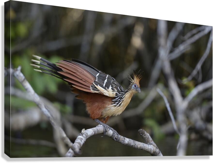 Hoatzin Opisthocomus hoazin on a branch over Lake Garzacocha La Selva Jungle Eco Lodge Amazon Basin Ecuador
 Canvas Print