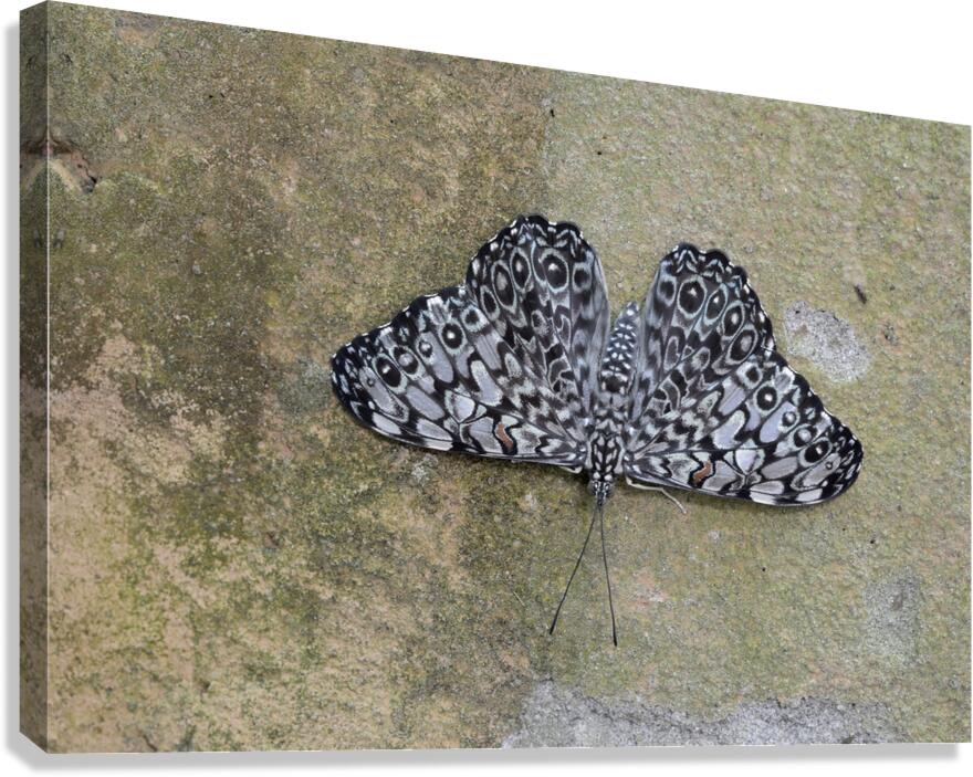 Feronia Cracker  Butterfly Hamadryas feronia Amazon Ecuador Canvas Print