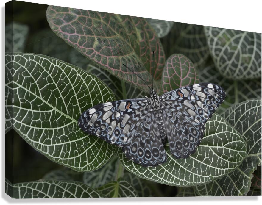 Feronia Cracker  Butterfly Hamadryas feronia Amazon Ecuador Canvas Print