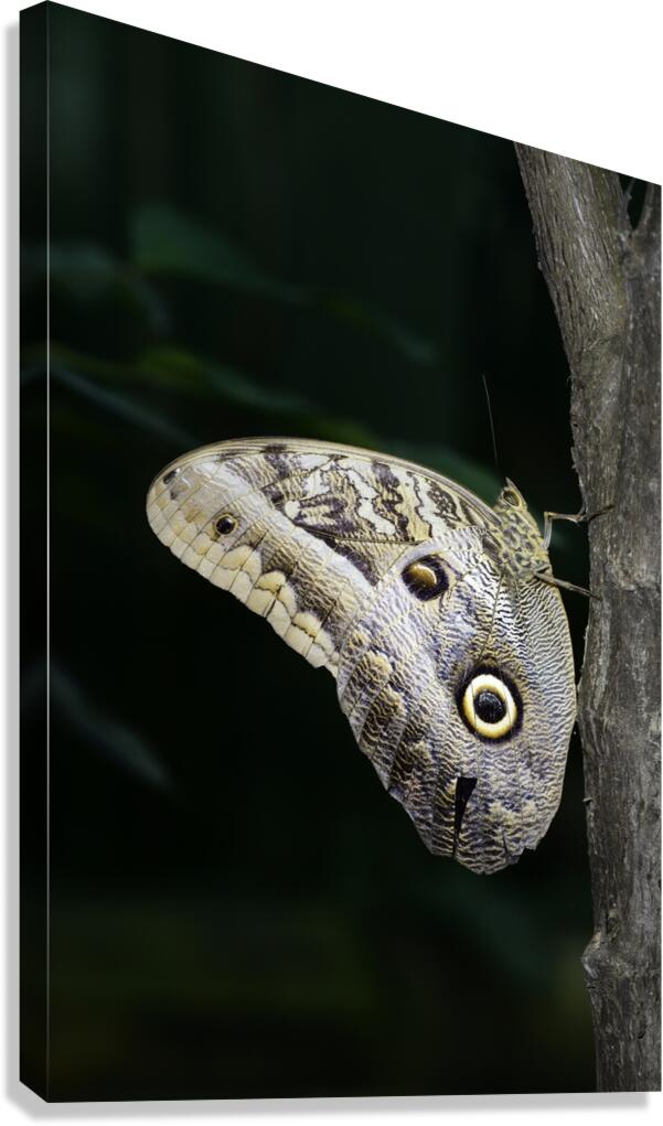Owl butterfly Caligo idomeneus at the La Selva Jungle Lodge  Amazon Ecuador Canvas Print