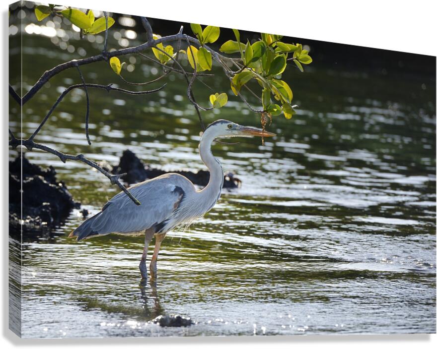 Great Blue Heron Ardea herodias Elizabeth Bay Isabela Island Galapagos Islands Ecuador Canvas Print