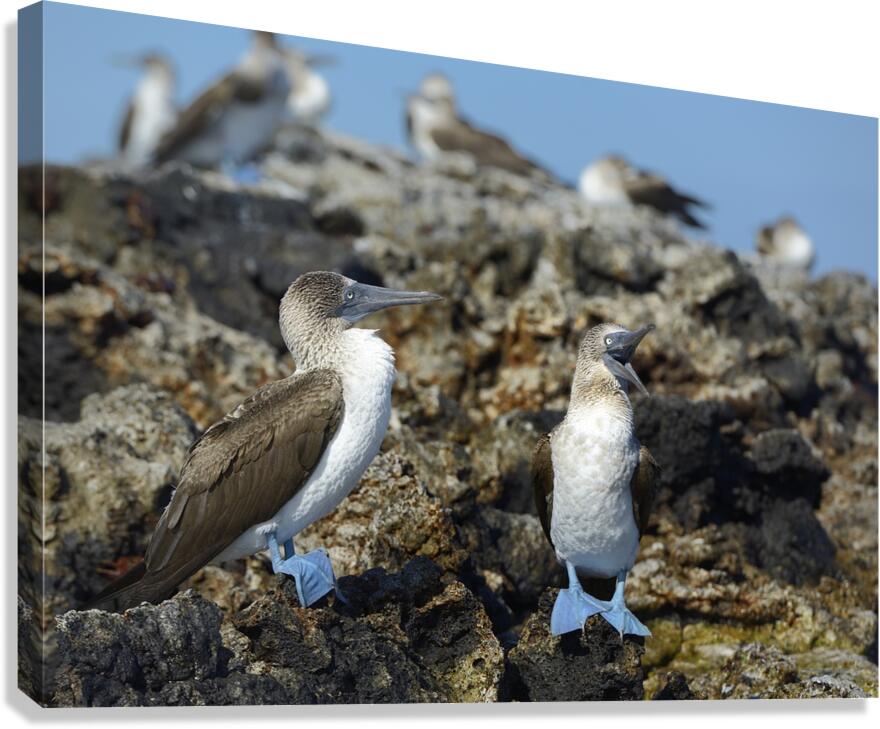 Blue footed Booby Sula nebouxii Punta Moreno Isabela Island Galapagos Islands Ecuador Canvas Print