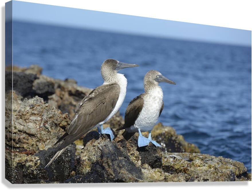 Blue footed Booby Sula nebouxii Punta Moreno Isabela Island Galapagos Islands Ecuador Canvas Print