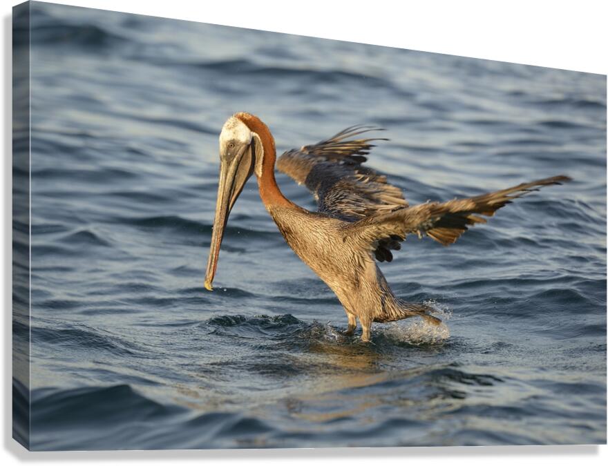Brown Pelican Pelecanus occidentalis Elizabeth Bay Isabela Island Galapagos Islands Ecuador Canvas Print