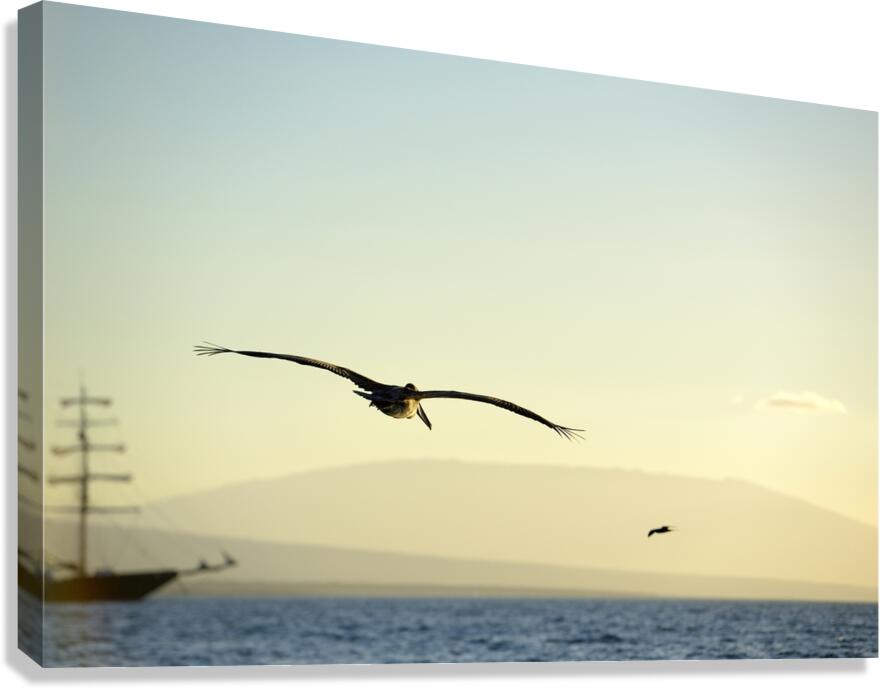 Brown Pelican Pelecanus occidentalis Elizabeth Bay Isabela Island Galapagos Islands Ecuador Canvas Print