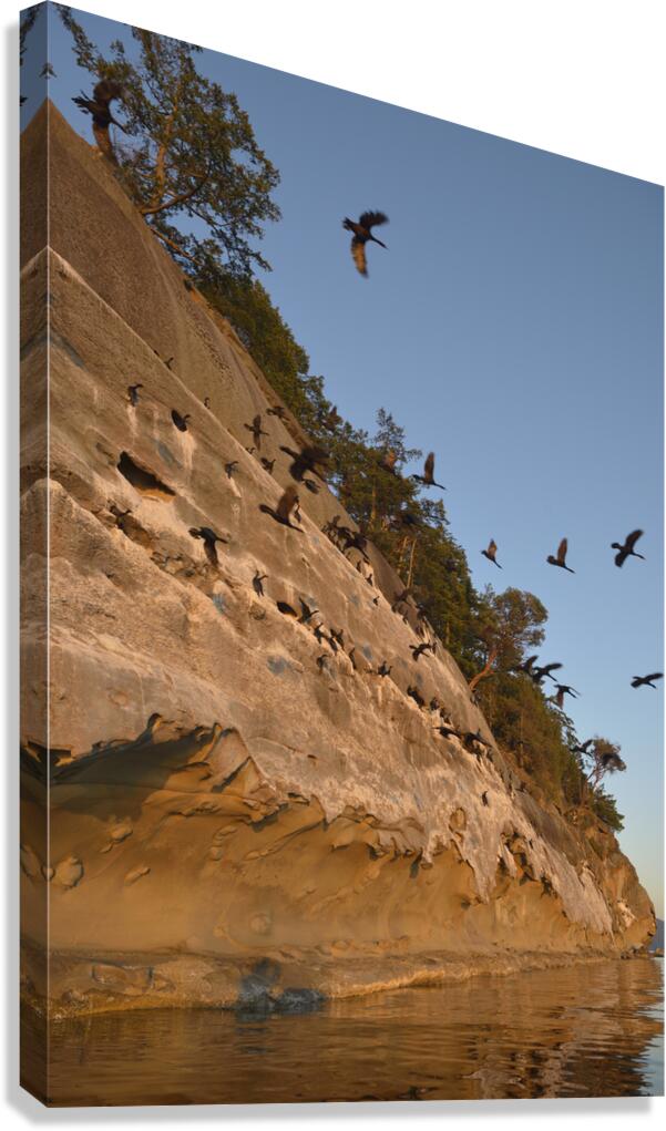 CORMORANTS FLYING ABOVE SCULPTED SANDSTONE CLIFFS Canvas Print