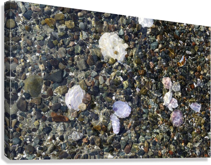 Detail image of rocks and shells on the beach Canvas Print