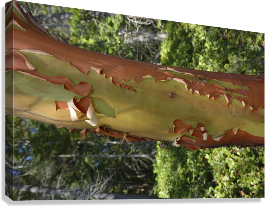 Madrona tree trunk with peeling bark Canvas Print