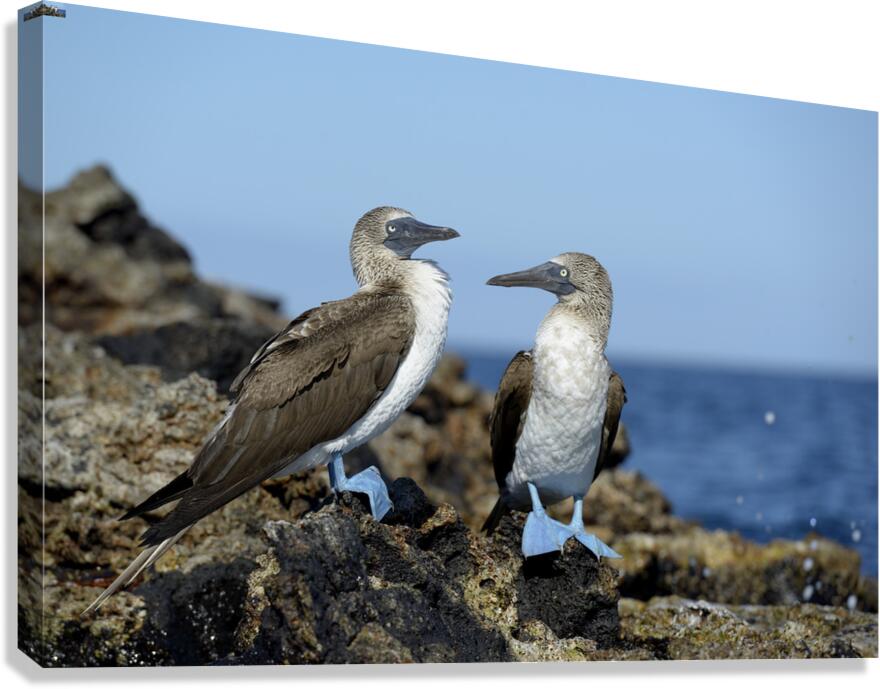 Blue-footed Booby Sula nebouxii on rocks Punta Moreno Isabela Island Galapagos Islands Ecuador Canvas Print