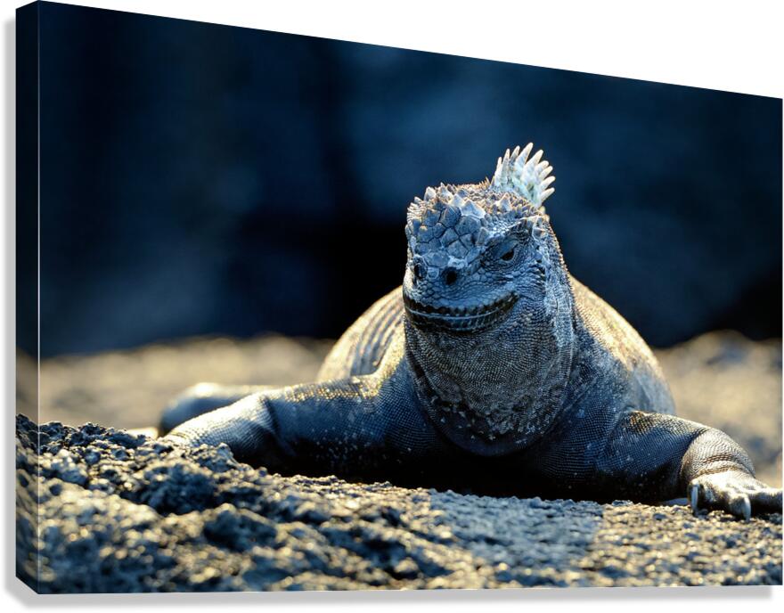 Marine Iguana perched on the rocks Punta Espinosa Canvas Print