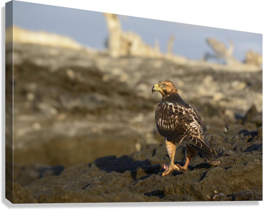 Galapagos Hawk Buteo galapagoensis perched on lava Canvas Print