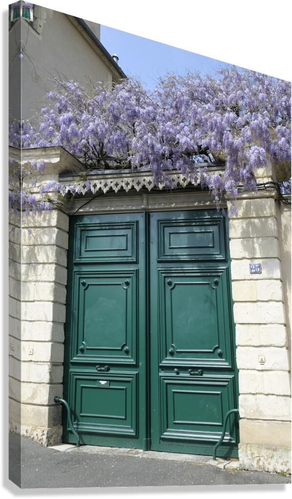 Green door with Wisteria plant in bloom. Nevers Nievre. France Canvas Print