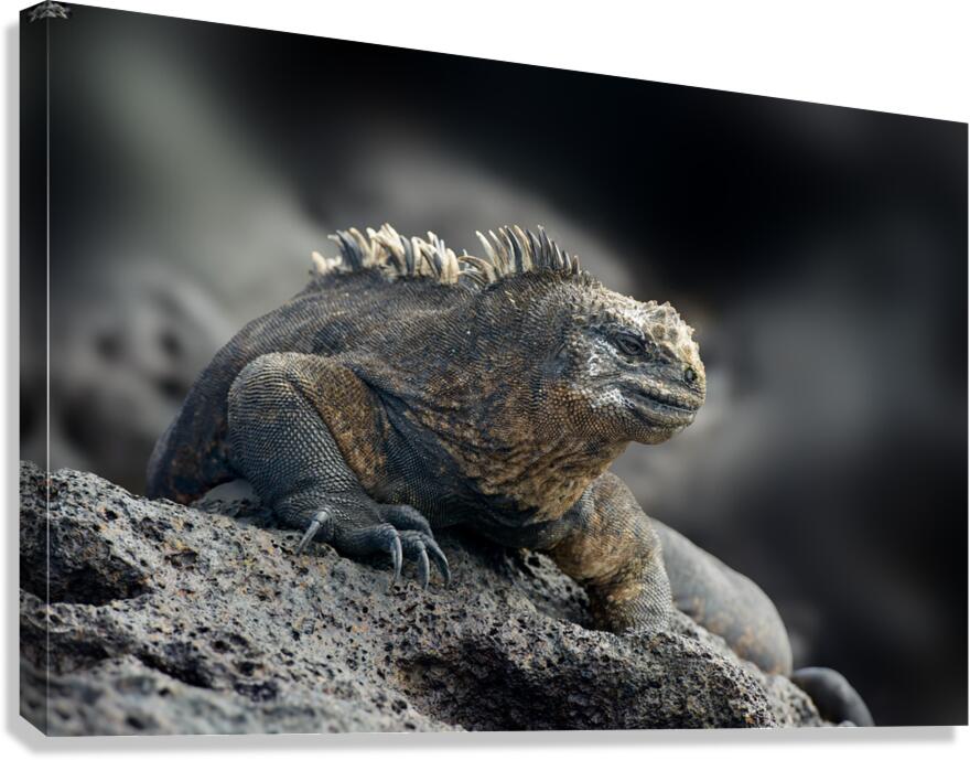 KO EC 9612 Canvas Print