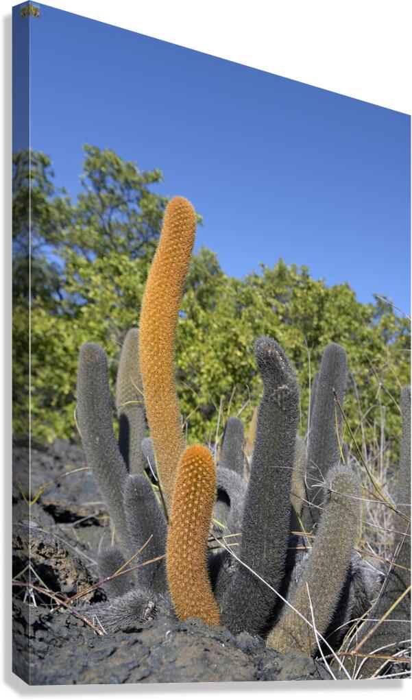 KO EC 8313 Canvas Print