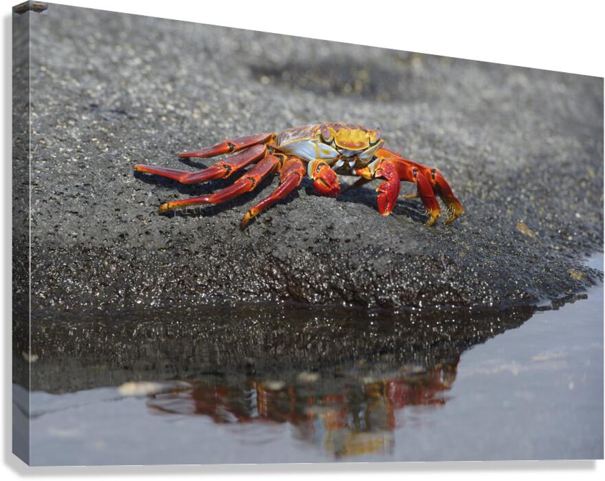 KO EC 10178 Canvas Print