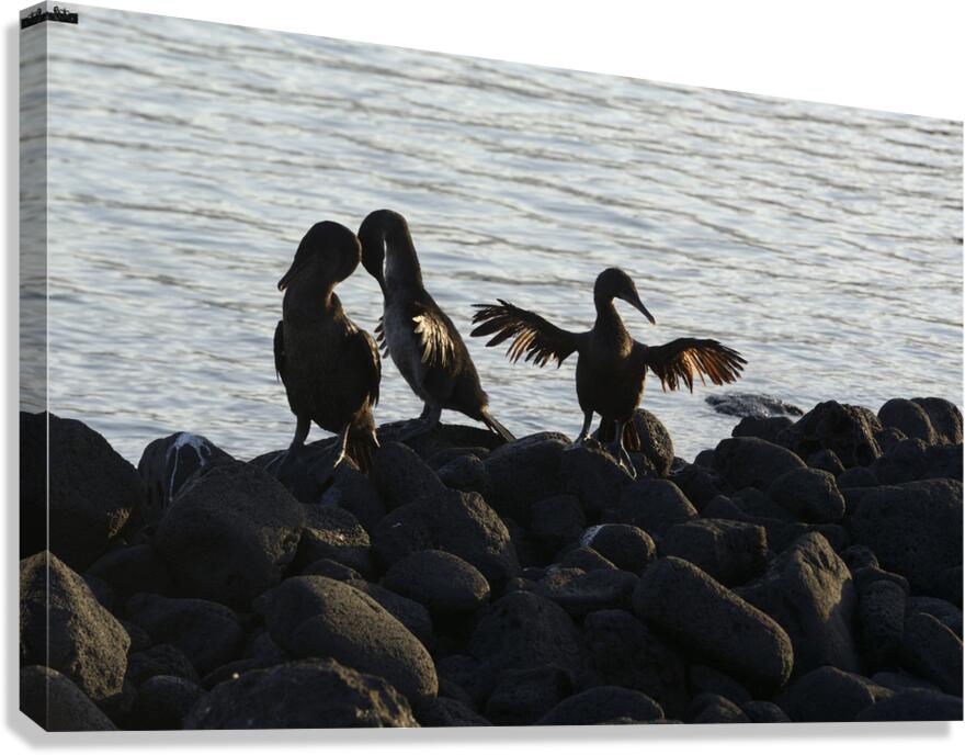 Flightless Cormorants Phalacrocorax harrisi stretching their wings. Punta Espinosa. Fernandina Island. Galapagos Islands. Ecuador Canvas Print