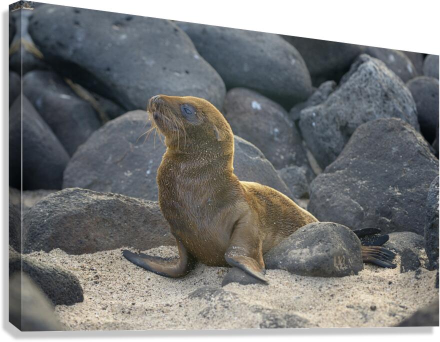 KO EC 14065 Canvas Print