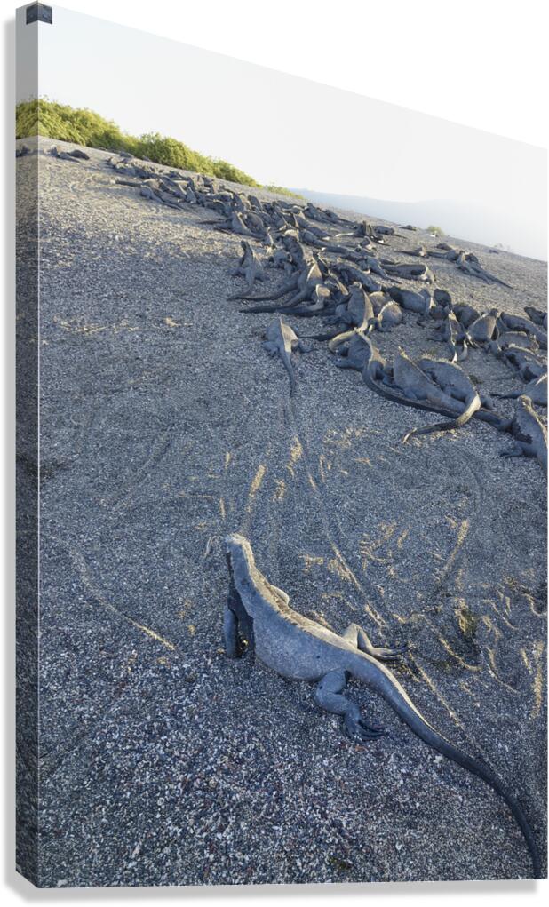 Group of Marine Iguanas on the sand. Punta Espinosa. Fernandina Island. Galapagos Islands. Ecuador Canvas Print