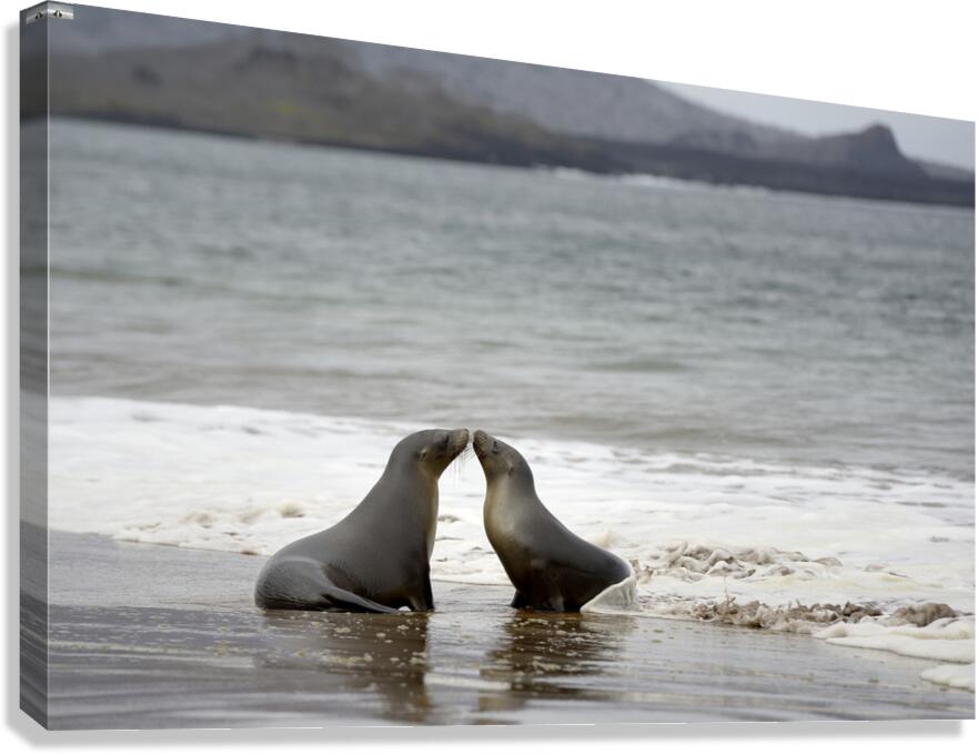 Galapagos sea lions Zalophus wollebaeki playing in the waves on Playa Espumilla. Santiago Island. Galapagos Islands. Ecuador Canvas Print